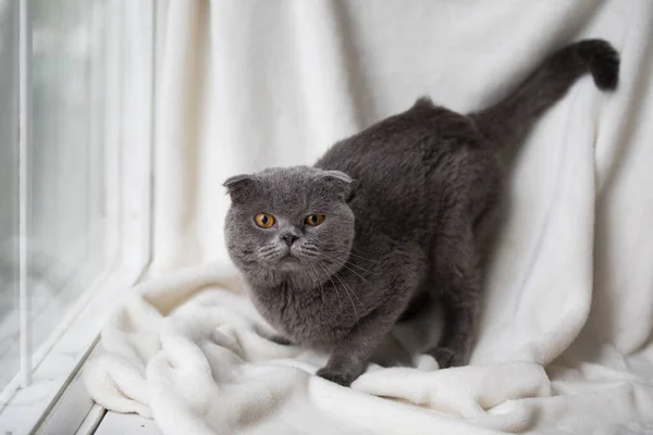 Gato doméstico relajado en casa —  Fotos de Stock