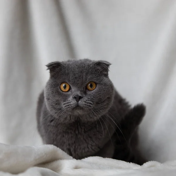 Расслабленный домашний кот — стоковое фото