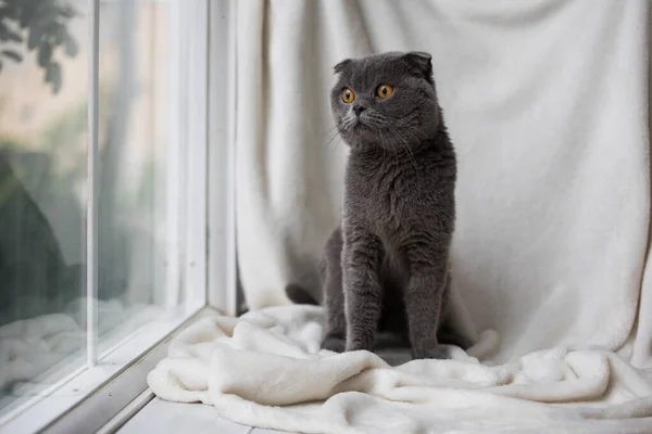 Uvolněná domácí kočka doma — Stock fotografie