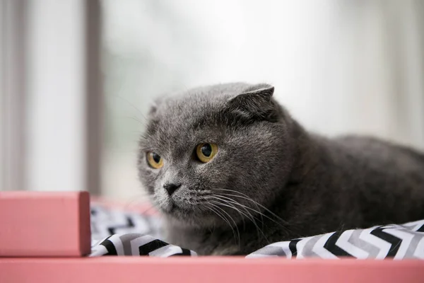 Uvolněná domácí kočka doma — Stock fotografie