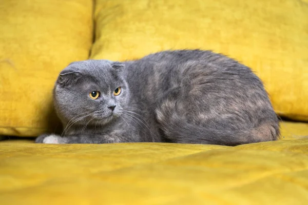 Gato doméstico relajado en casa —  Fotos de Stock