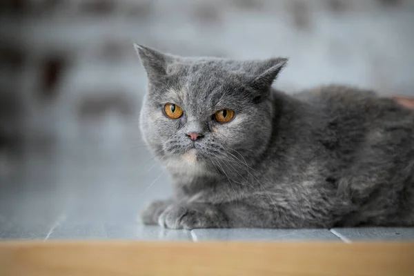 Gato doméstico relajado en casa —  Fotos de Stock