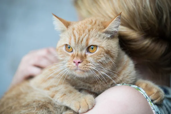 Relaxed domestic cat at home — Stock Photo, Image