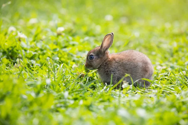 Vtipný malý králík ležící v trávě — Stock fotografie