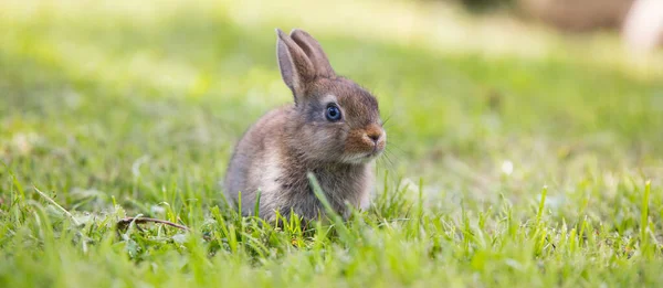 Lustiges kleines Kaninchen liegt im Gras — Stockfoto
