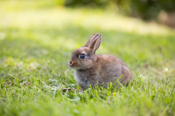 Petit lapin drôle couché dans l'herbe — Photo