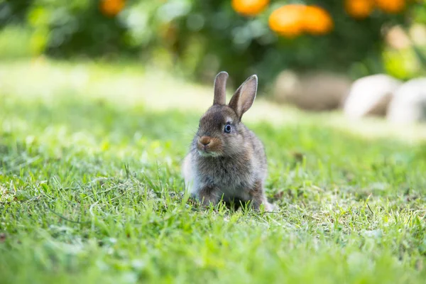 Grappig konijntje liggend in het gras — Stockfoto