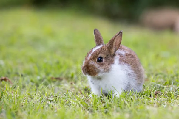 Grappig konijntje liggend in het gras — Stockfoto
