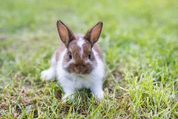 Amuzant iepure mic de stabilire în iarbă — Fotografie, imagine de stoc