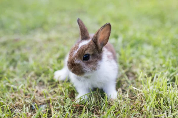 Petit lapin drôle couché dans l'herbe — Photo