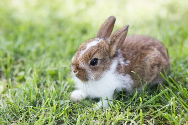 풀밭에 누워 있는 우스꽝 스러운 작은 토끼 — 스톡 사진