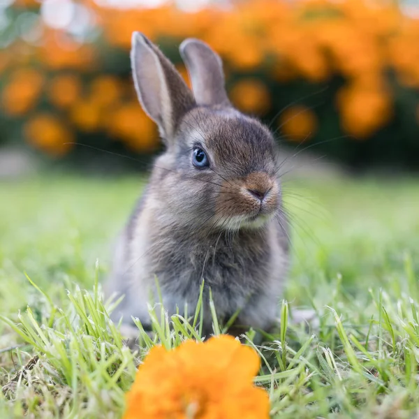 Funny little rabbit laying in the grass — Stock Photo, Image