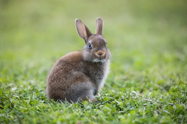 Çimlerin üzerinde yatan komik küçük tavşan — Stok fotoğraf