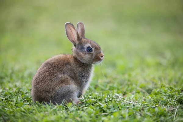 Funny little rabbit laying in the grass — Stock Photo, Image