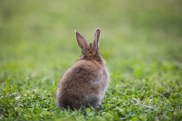 Lustiges kleines Kaninchen liegt im Gras — Stockfoto