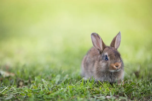 Vtipný malý králík ležící v trávě — Stock fotografie