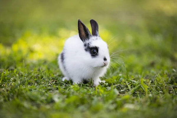 Divertente coniglietto sdraiato sull'erba — Foto Stock