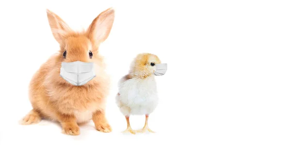 Conejo de Pascua y pollo con mascarillas. Tarjeta de felicitación de Pascua. Alerta de Coronavirus para 2020 . — Foto de Stock