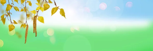 Zielona brzoza na rozmytym letnim tle — Zdjęcie stockowe