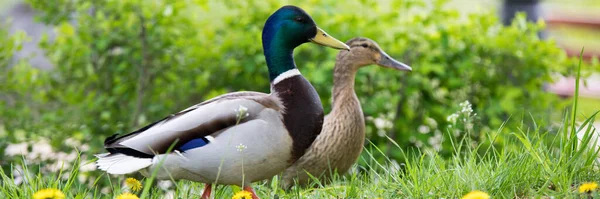 Drake y pato en la hierba verde. Verano y primavera . — Foto de Stock