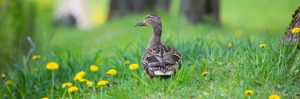 Drake y pato en la hierba verde. Verano y primavera . — Foto de Stock