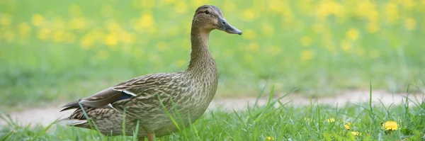 Drake und Ente auf grünem Gras. Sommer und Frühling. — Stockfoto