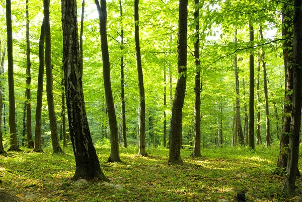 Güneş ışığı yeşil orman — Stok fotoğraf