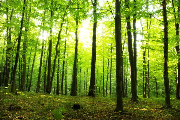 Lumière du soleil dans la forêt verte — Photo