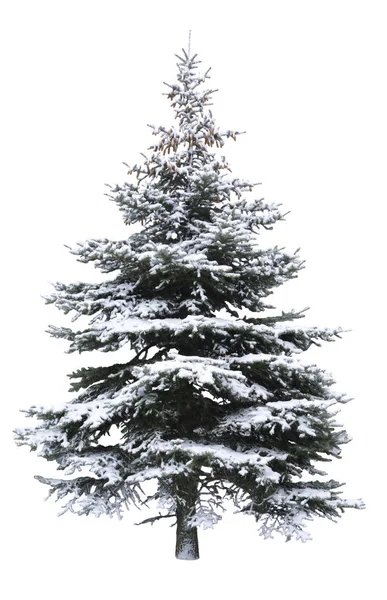 Χριστουγεννιάτικο δέντρο - σε λευκό φόντο — Φωτογραφία Αρχείου