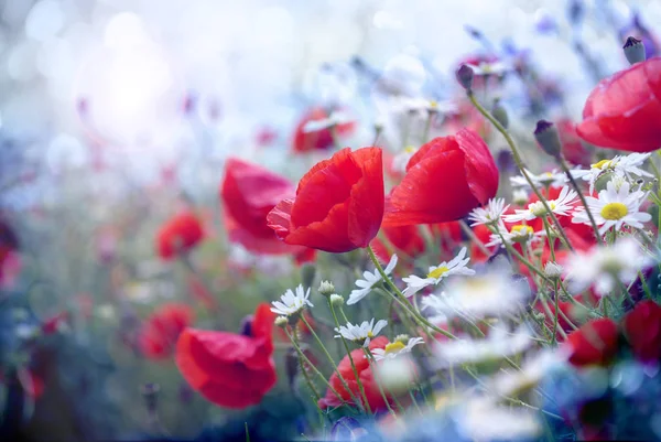 Fält av vallmo blommor — Stockfoto