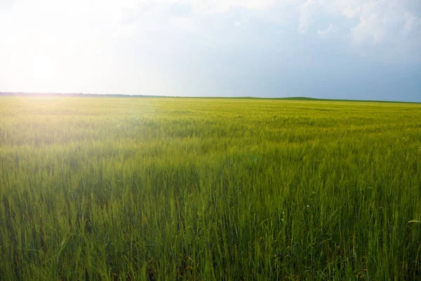 Пшеничное поле с облаками — стоковое фото