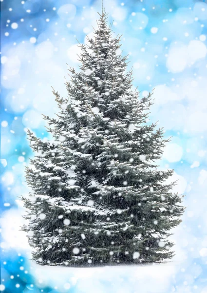 Julgran färger bakgrund — Stockfoto