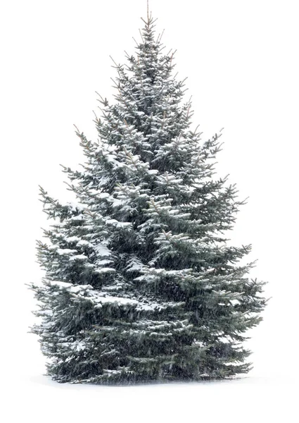 Kerstboom - op witte achtergrond — Stockfoto