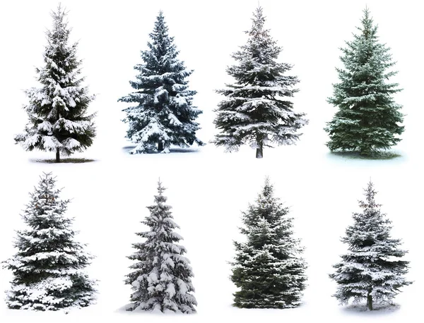 Collage árbol de Navidad — Foto de Stock