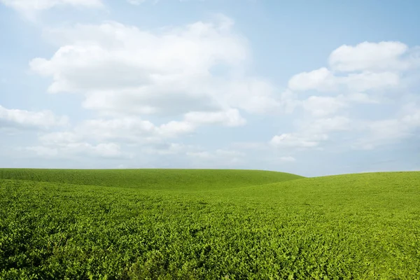 Пшеничное поле с облаками — стоковое фото
