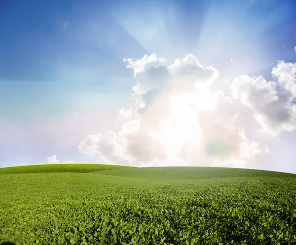 Wheat field with clouds — Stock Photo, Image