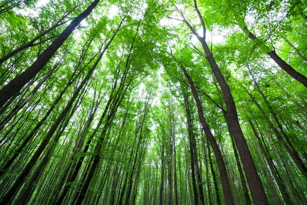 Frühlingsgrüner Wald — Stockfoto