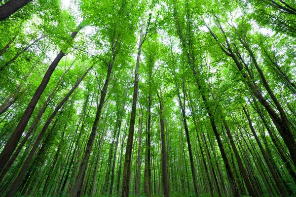 Tavaszi zöld erdő — Stock Fotó