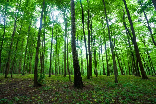 Frühlingsgrüner Wald — Stockfoto