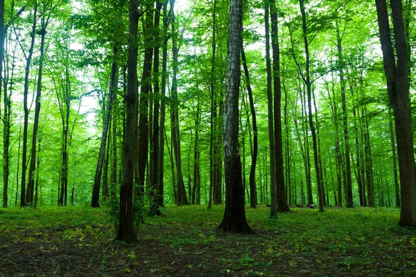 Frühlingsgrüner Wald — Stockfoto