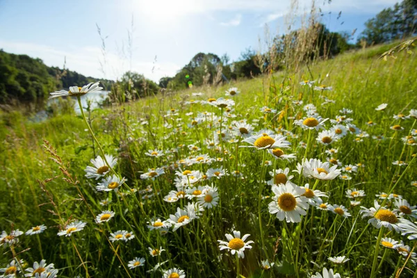 Campo de flores de primavera — Foto de Stock