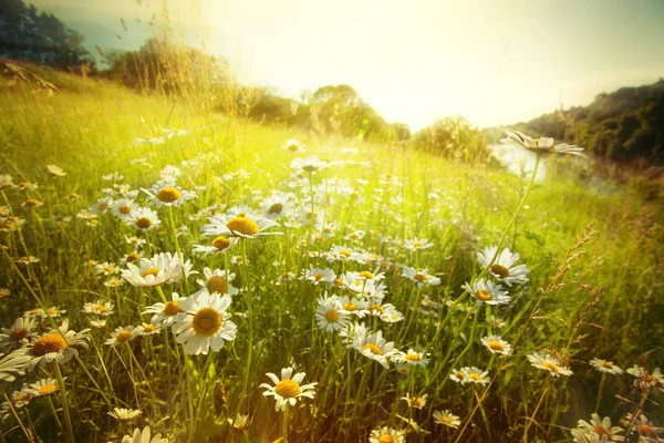 Feld der Frühlingsblumen — Stockfoto