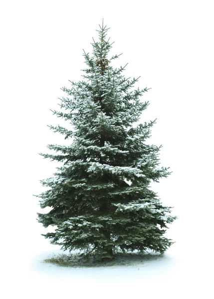 Weihnachtsbaum - auf weißem Hintergrund — Stockfoto