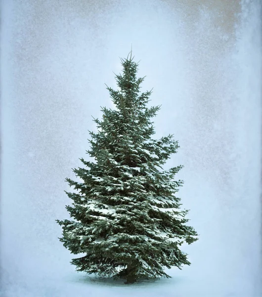 Albero di Natale colori sfondo — Foto Stock