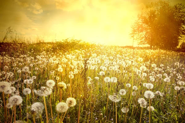 Paesaggio con denti di leone . — Foto Stock