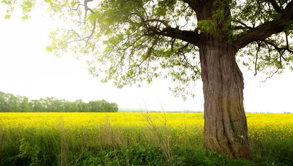 Landschaft mit Baum — Stockfoto