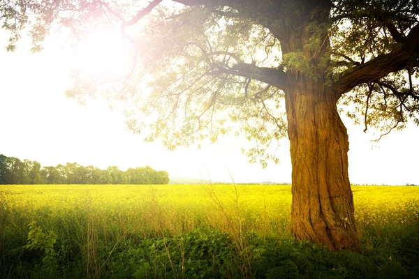 Пейзаж с деревом — стоковое фото
