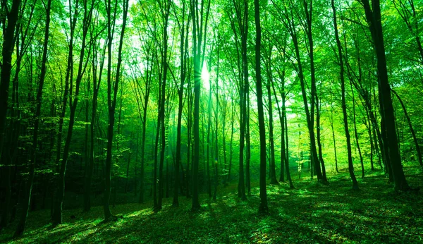 Zonlicht in groen bos — Stockfoto