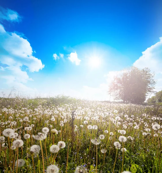 Landskap med maskrosor. — Stockfoto