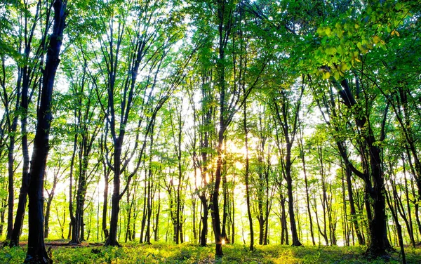 아침에 있는 숲 — 스톡 사진
